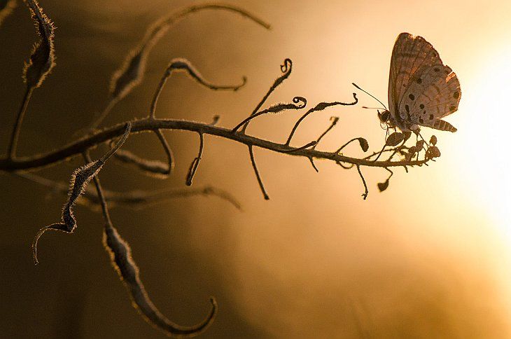 Лучшее с конкурса фотографии National Geographic 2012