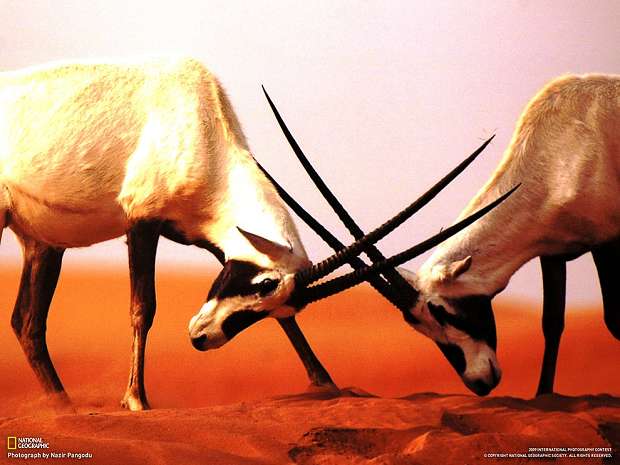 Путешествуем с National Geographic