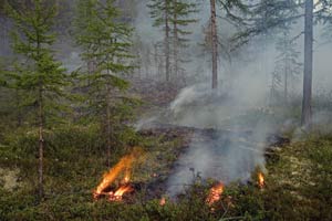 Лесной пожар в окрестностях Сусумана