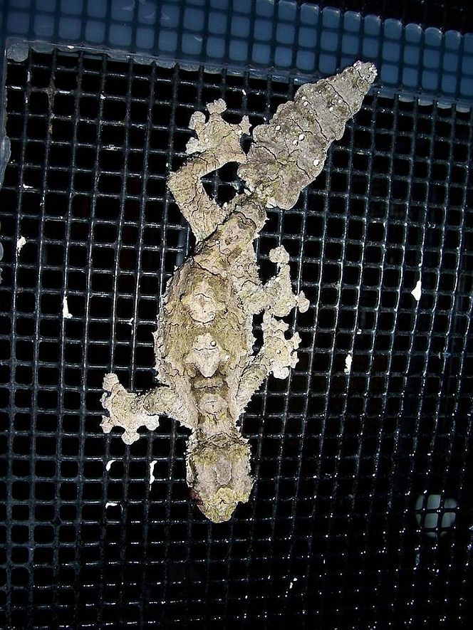 Геккон Uroplatus pietschmanni