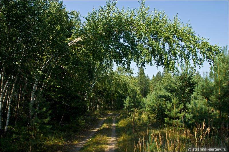 Мещера леса 