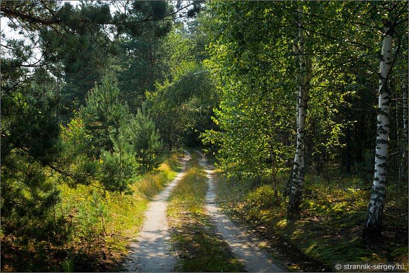 Мещёра лесная дорога