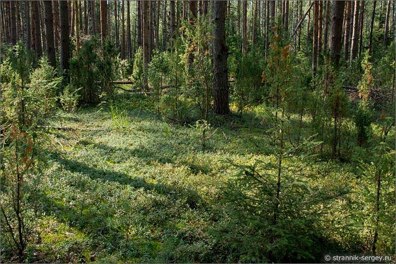 Мещера брусника лес