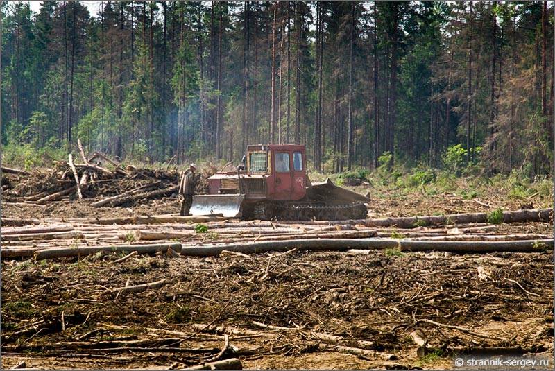 Мещера вырубка леса