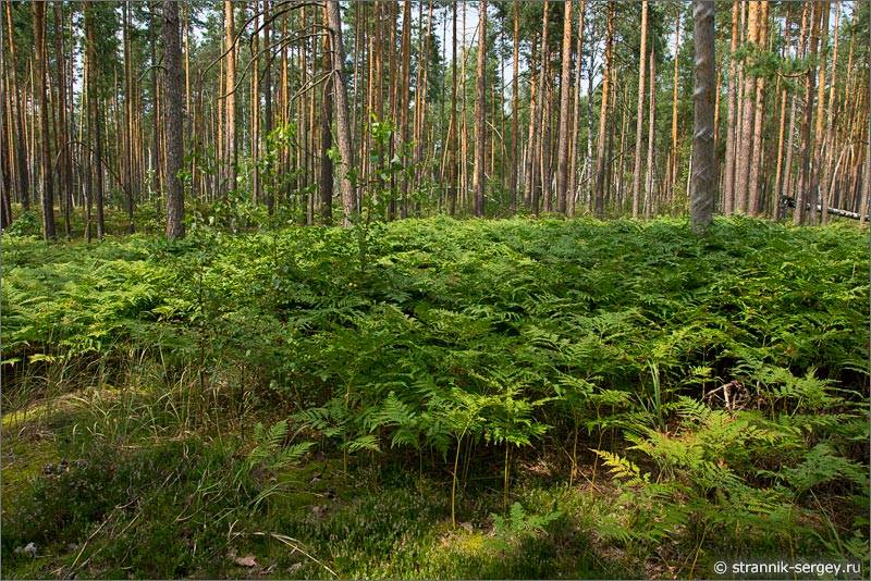 Мещера сосновый лес папоротник