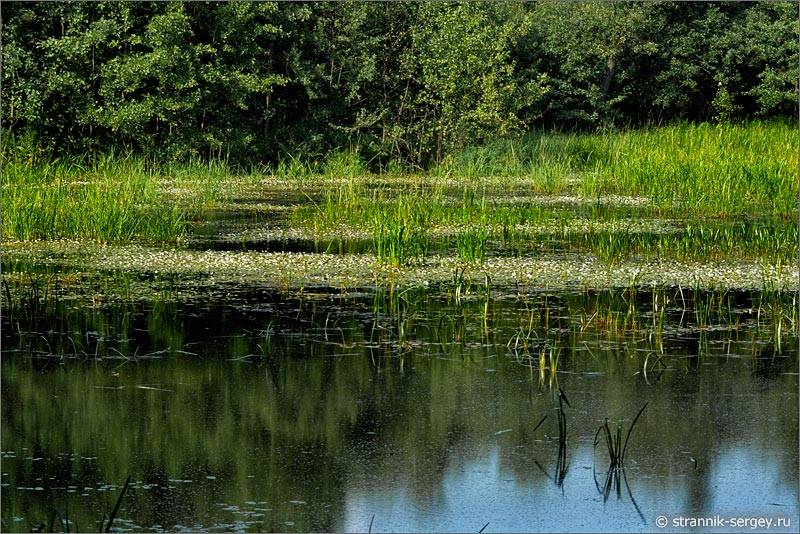 Мещера озеро водокрас лягушачий