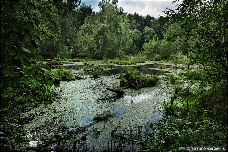 Мещера болота