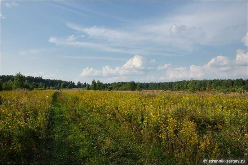 Мещера полевая дорога