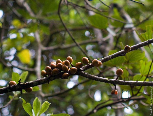 керосиновое дерево, kerosene tree