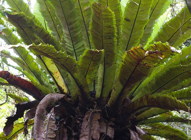 асплениум, костенец, asplenium, birds nest fern