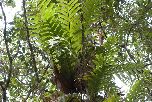 асплениум, костенец, asplenium, birds nest fern