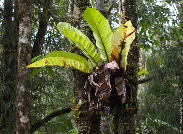 асплениум, костенец, asplenium, birds nest fern