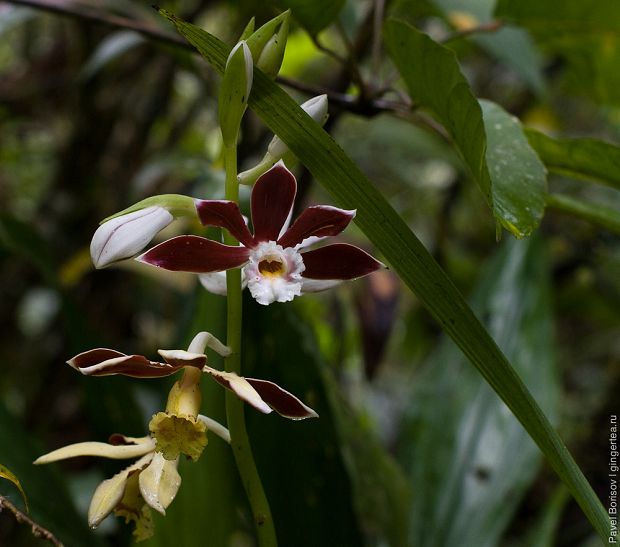 орхидея, orchid