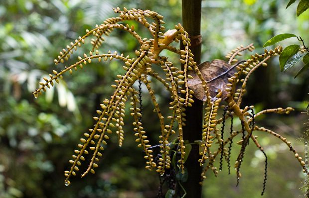 масличная пальма, oil palm