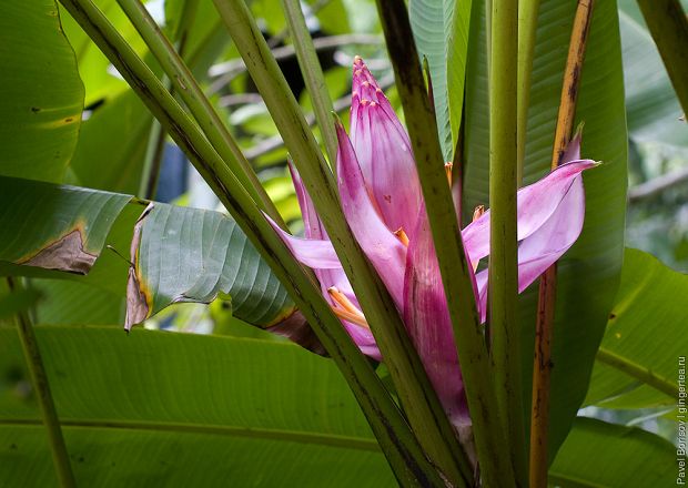 банановый цветок, banana flower