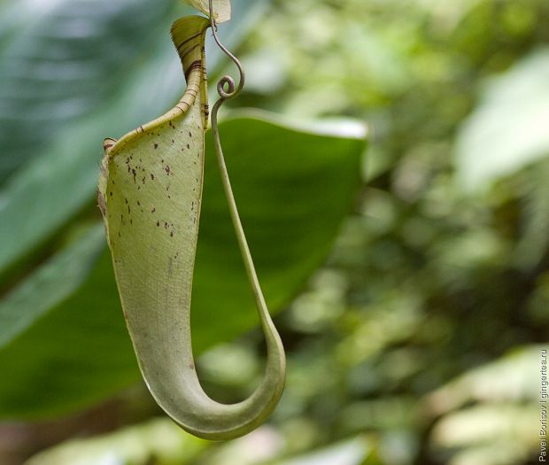 непентес, nepenthes, pitcher plant
