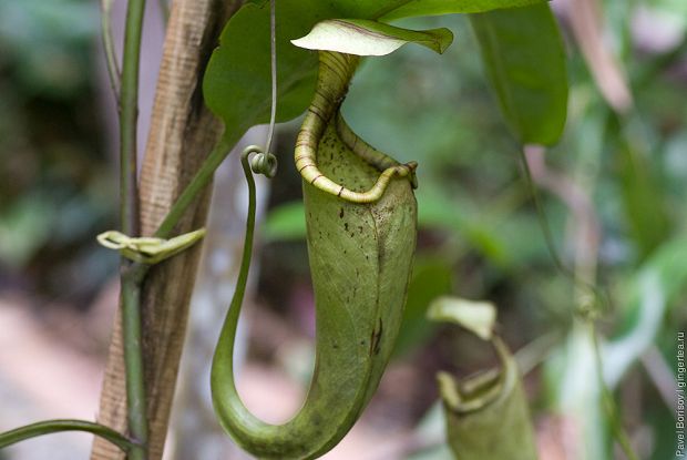 непентес, nepenthes, pitcher plant