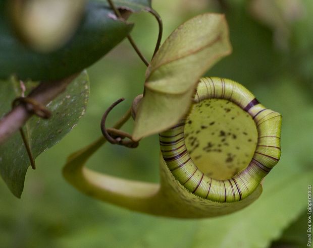 непентес, nepenthes, pitcher plant