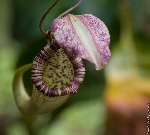непентес, nepenthes, pitcher plant