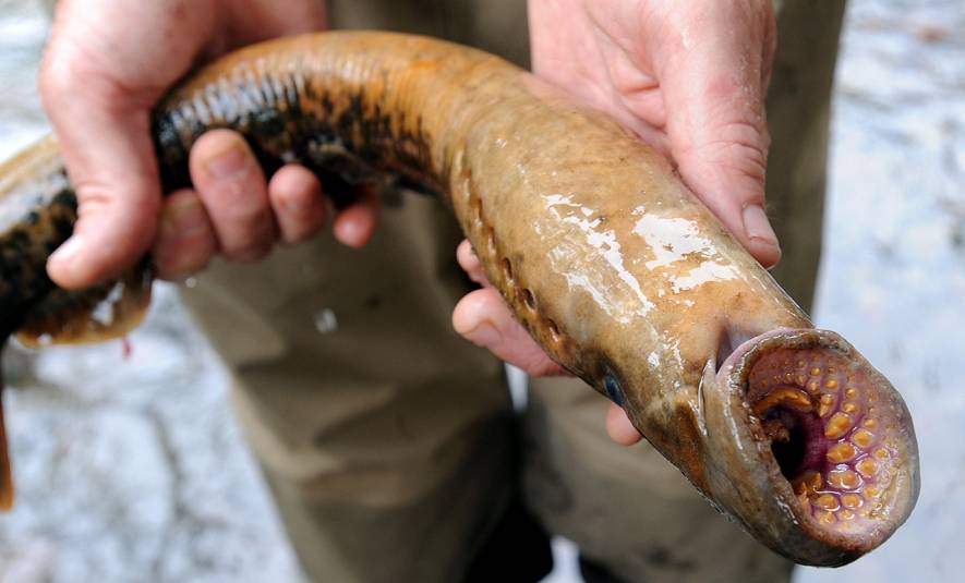 Lamprey0624 3GD.jpg