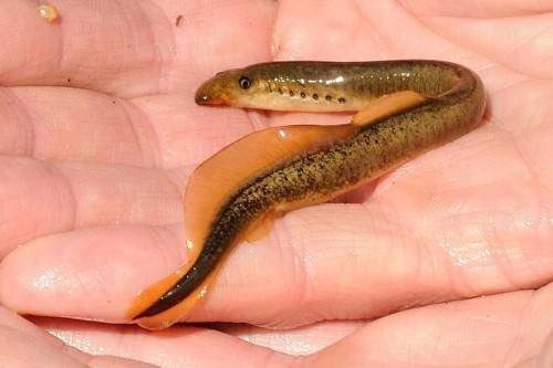 Минога (лат. Petromyzontidae) (англ. Sea Lamprey)