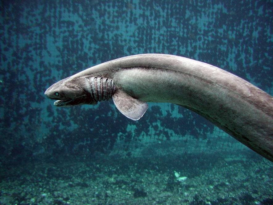 Deep-Sea Fish, Frill Shark Found Alive In Numazu, Japan
