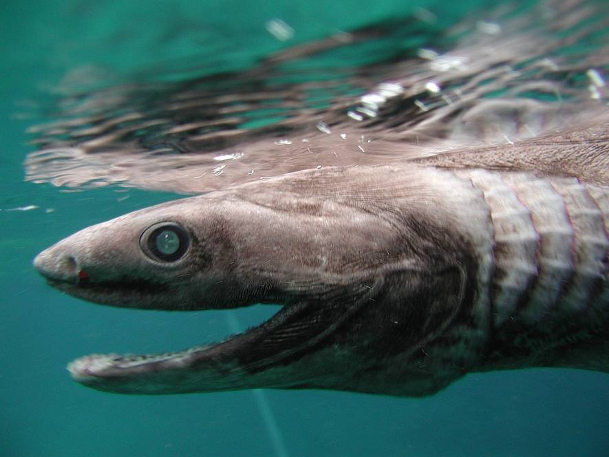 Deep-Sea Fish, Frill Shark Found Alive In Numazu, Japan