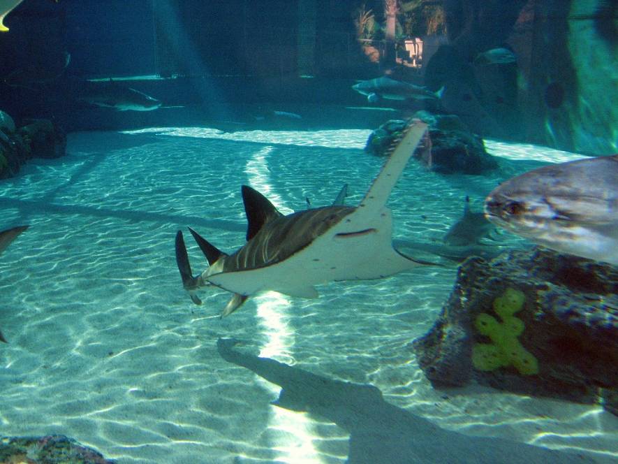Рыба-пила или обыкновенный пилорыл (лат. Pristis pectinatus) (англ. Sawfish) 