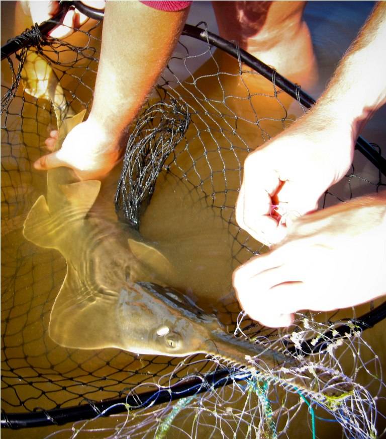 Рыба-пила или обыкновенный пилорыл (лат. Pristis pectinatus) (англ. Sawfish) 