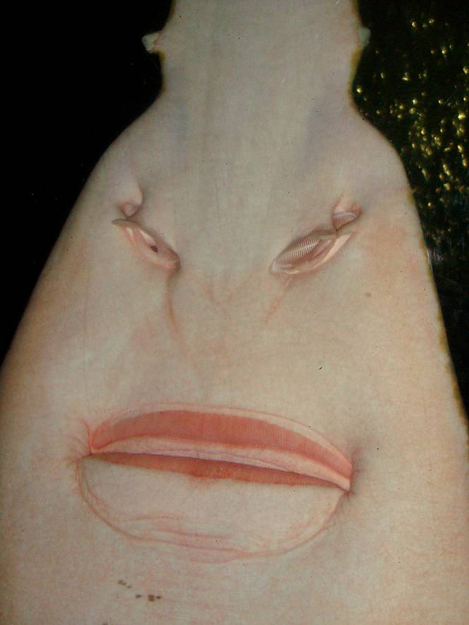 Рыба-пила или обыкновенный пилорыл (лат. Pristis pectinatus) (англ. Sawfish) 