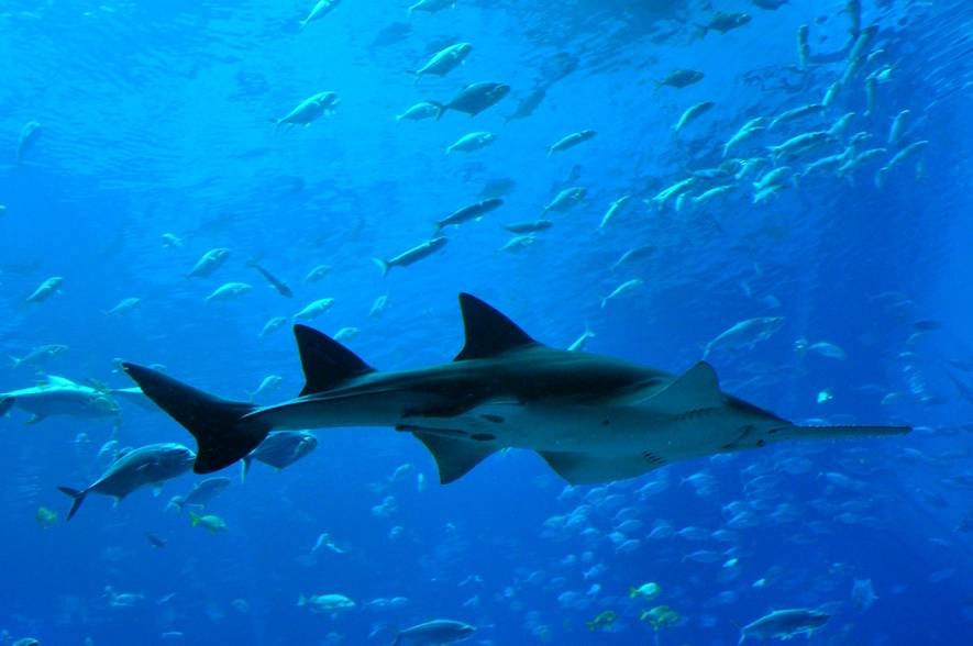 Рыба-пила или обыкновенный пилорыл (лат. Pristis pectinatus) (англ. Sawfish) 