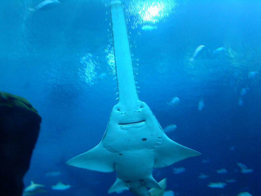 Рыба-пила или обыкновенный пилорыл (лат. Pristis pectinatus) (англ. Sawfish) 