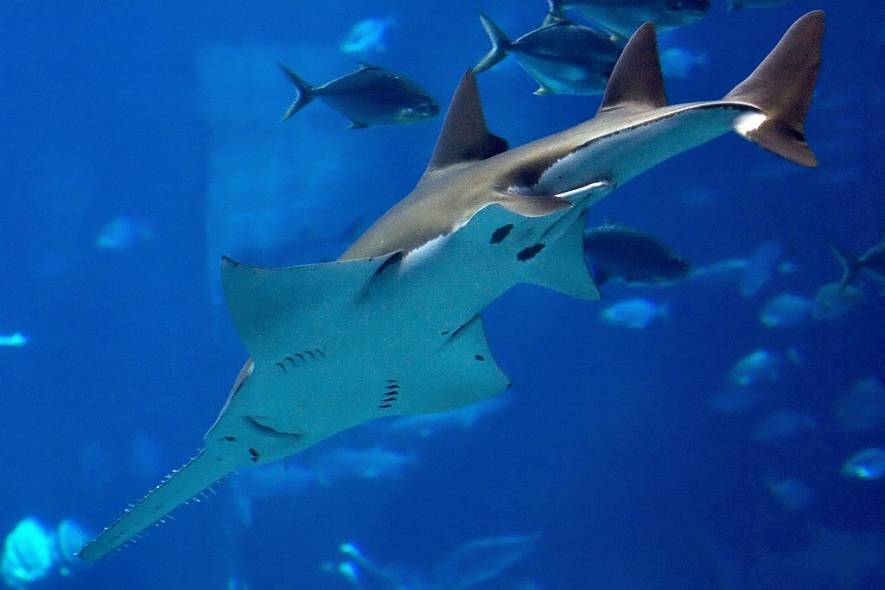 Рыба-пила или обыкновенный пилорыл (лат. Pristis pectinatus) (англ. Sawfish)