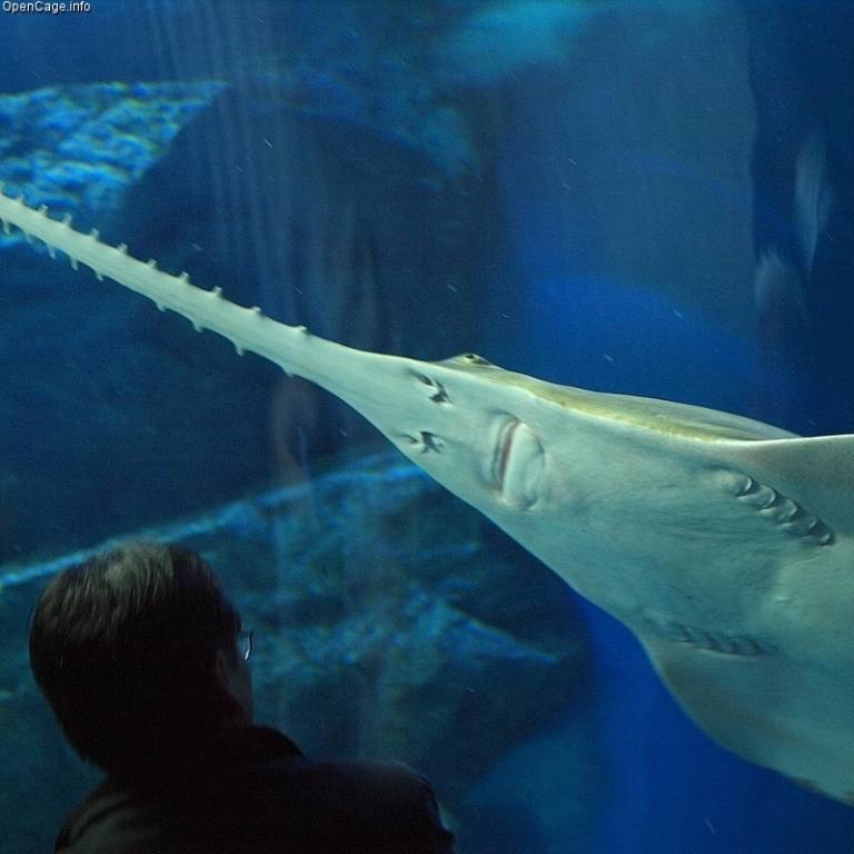 Рыба-пила или обыкновенный пилорыл (лат. Pristis pectinatus) (англ. Sawfish)