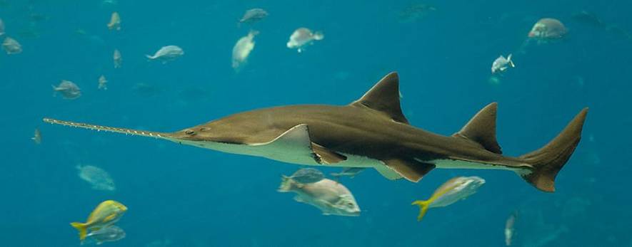Рыба-пила или обыкновенный пилорыл (лат. Pristis pectinatus) (англ. Sawfish)