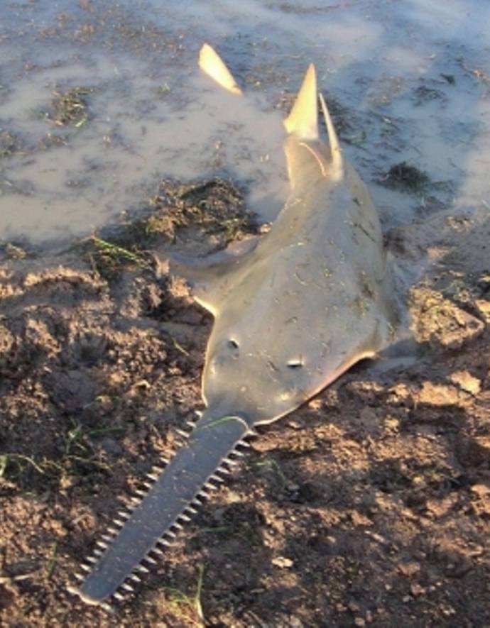Рыба-пила или обыкновенный пилорыл (лат. Pristis pectinatus) (англ. Sawfish)