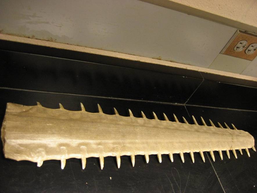 Рыба-пила или обыкновенный пилорыл (лат. Pristis pectinatus) (англ. Sawfish)