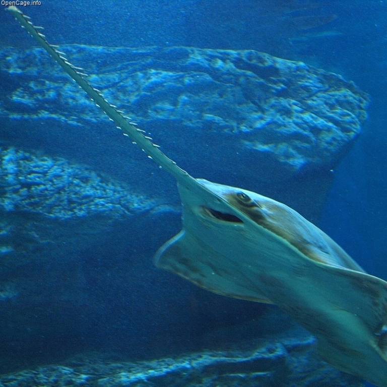 Рыба-пила или обыкновенный пилорыл (лат. Pristis pectinatus) (англ. Sawfish)