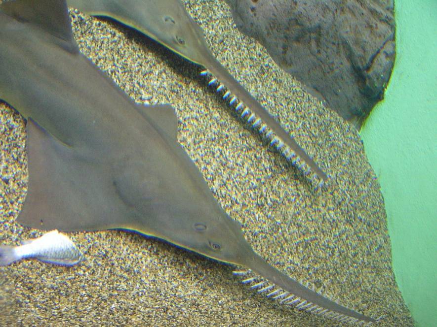 Рыба-пила или обыкновенный пилорыл (лат. Pristis pectinatus) (англ. Sawfish)