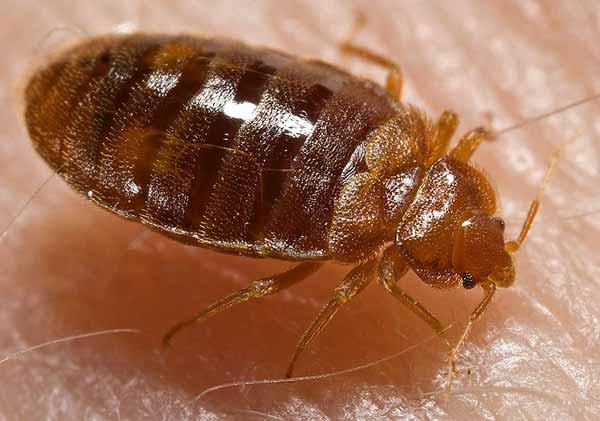 Постельный клоп Cimex lectularius на коже человека. Фото Piotr Naskrecki с сайта phil.cdc.gov