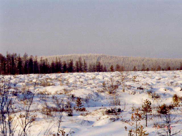 Северный торфяник